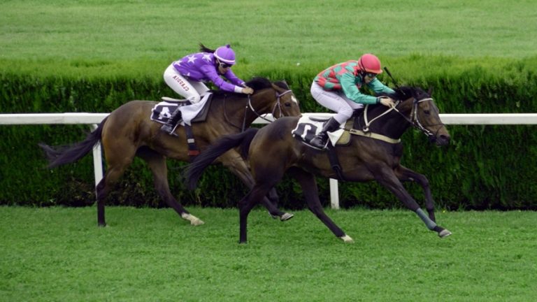 2 competition horses